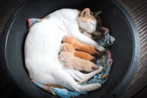 cat-nursing-kittens_194671862_600px